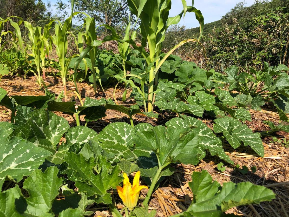 Domaine De Montbarri Acomodação com café da manhã La Tour-sur-Orb Exterior foto